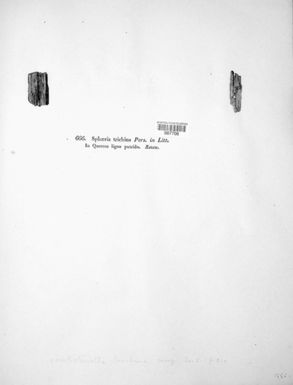 Sphaeria trichina image